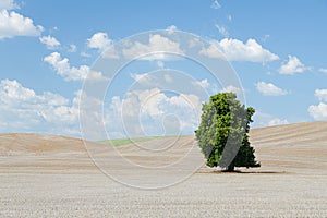 A lone tree stands in an arid ploughed field under passing light clouds