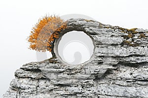 A lone tree stands atop a rocky outcropping, surrounded by vast open space