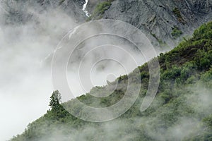 A lone tree stands in isolation on a foggy mountainside