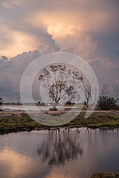 A lone tree stands tall in the middle of a lake, its reflection creating a mesmerizing effect. The tree is a symbol of strength