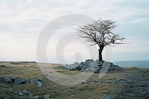 a lone tree stands on top of a rocky hill