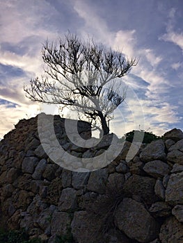 Lone Tree, Stone Wall, Moody Sky