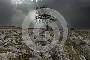 Lone tree stood on a limestone pavement