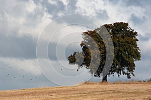 Lone tree in storm