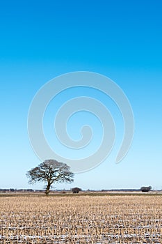 Lone tree in a stubble field