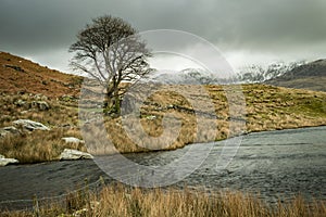 A lone tree and submerged fence by Llyn Dywarchen in the Snowdonia National Park.