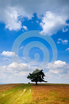 Lone tree at the summer field over blue sky