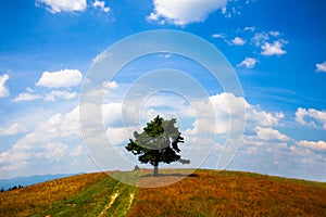 Lone tree at the summer field over blue sky