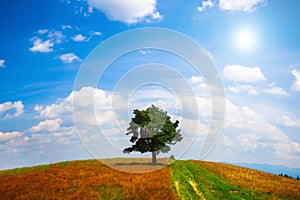 Lone tree at the summer field over blue sky