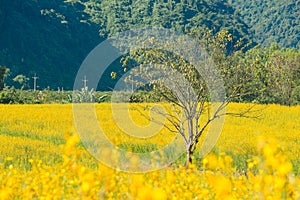 Lone tree in Sunhemp field Crotalaria Juncea at the foothills of Doi Nang Non mountain in Mae Sai district.