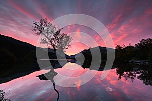 Lone tree sunrise