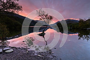 Lone tree sunrise