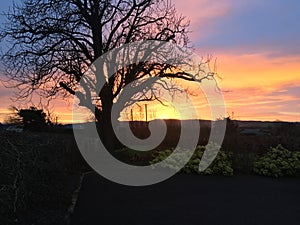 Lone Tree Sunrise