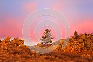 Lone Tree at sunrise