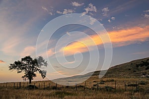 Lone tree at sunrise, western Nebraska, USA