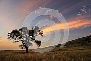 Lone tree at sunrise, western Nebraska, USA