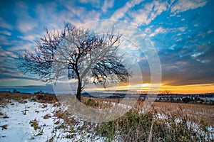 Lone tree at sunrise in winter