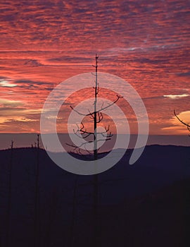 A lone tree at sunset