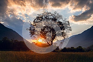 Lone tree at sunset in the mountains