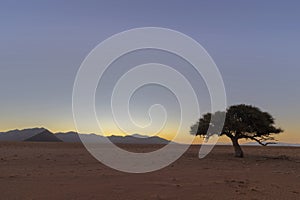 Lone tree at sunset in Namib Desert