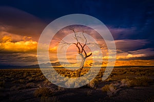 Lone Tree at Sunset Pyramid Lake