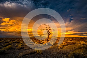 Solitario un albero sul tramonto piramide 