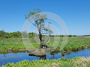 A lone tree surviving in the middle of a creek
