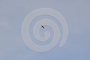 Lone Tree Swallow (Tachycineta bicolor) in flight high above hiking trail at Tiny Marsh