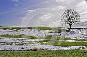 Lone tree in thaw period