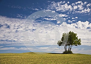 Lone Tree On Top Of Hill
