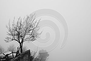 Lone tree on top of a mountain.