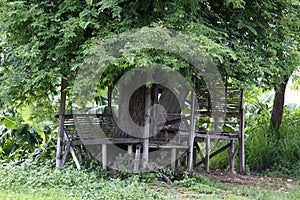 Lone tree with tree house in the bottom trunk