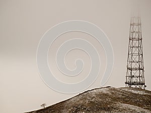 Lone tree and tv tower view