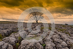 Lone tree at Twistleton Scar above the Ingleton waterfalls