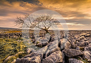 Lone tree at Twistleton Scar above the Ingleton waterfalls