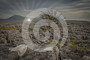 Lone tree at Twistleton Scar with Ingleborough in the background