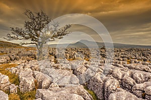 Lone tree at Twistleton Scar with Ingleborough in the background