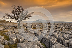 Lone tree at Twistleton Scar with Ingleborough in the background