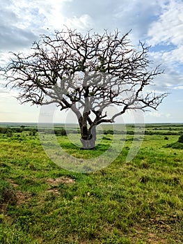 A lone tree in the typical savannah landscape in Kenya