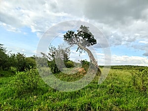 A lone tree in the typical savannah landscape in Kenya