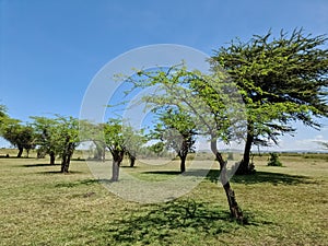 A lone tree in the typical savannah landscape in Kenya