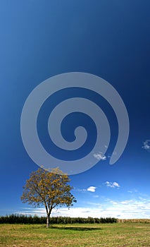 Lone tree under blue sky