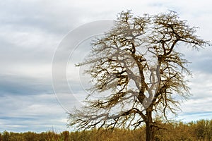 Lone tree under cloudy skies