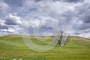 Lone tree under cloudy sky in the Palouse