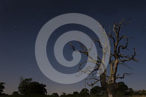 Lone Tree Under Starry Night Sky