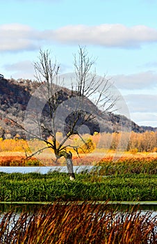 The Lone Tree in Vertical - Fall in the Upper Mississippi Refuge - New Albin, Iowa