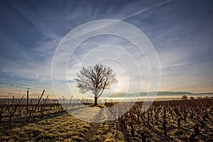 Lone Tree and Vineyard III