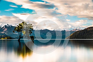 The lone tree of Wanaka