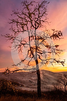 Lone Tree Watching Over the Valley at Sunset