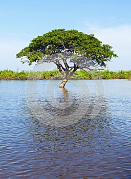 Lone tree in the water